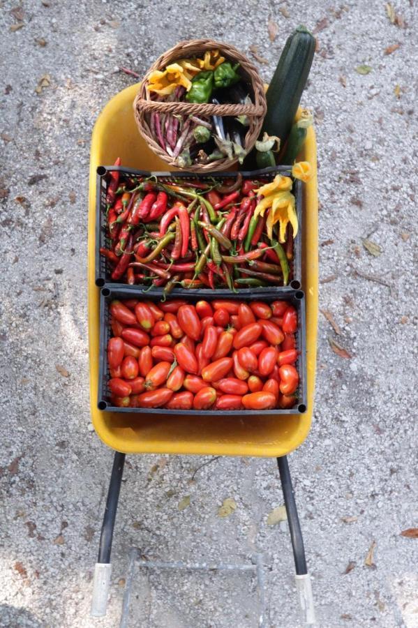 Agriturismo Becerca Vegan Serra San Quirico Esterno foto